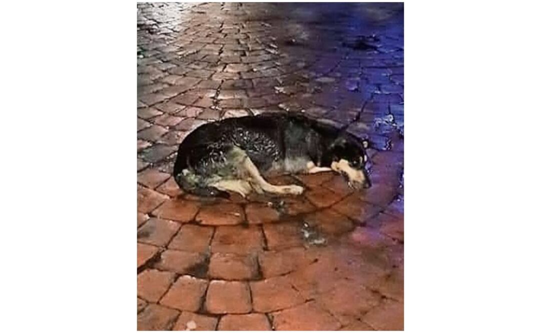 Fotografía: Especial