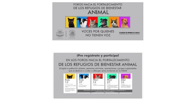 Congreso de CDMX habilita micrositio para registrarse a foros para regular albergues de animales; podrán inscribirse antes del 12 de febrero