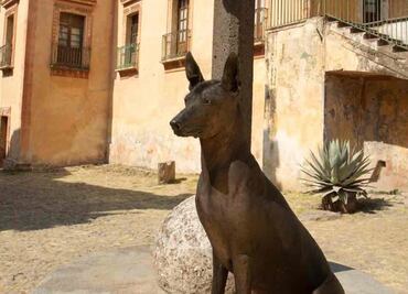 Xoloitzcuintle: The Mexican hairless dog who will guide you to the underworld