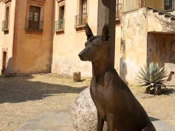 Xoloitzcuintle: The Mexican hairless dog who will guide you to the underworld