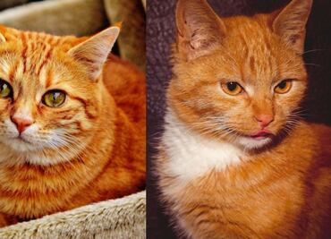 Los 15 nombres más originales para gatos de color naranja