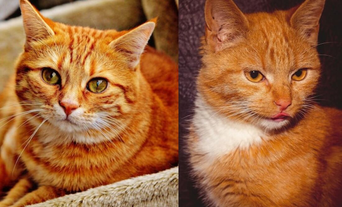 La difícil tarea de elegir el nombre perfecto para nuestro gato naranja. Fuente: Freepik.