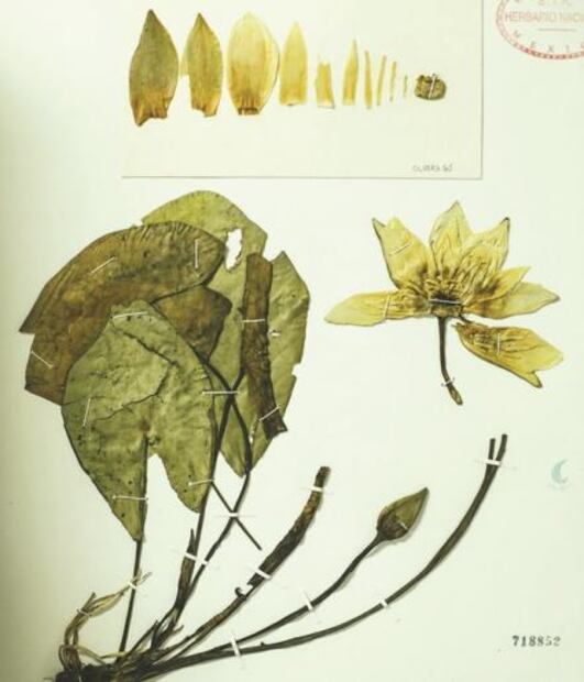 MEXU, la biblioteca verde de México