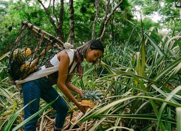 Conoce la Ruta de la Piña en Nayarit