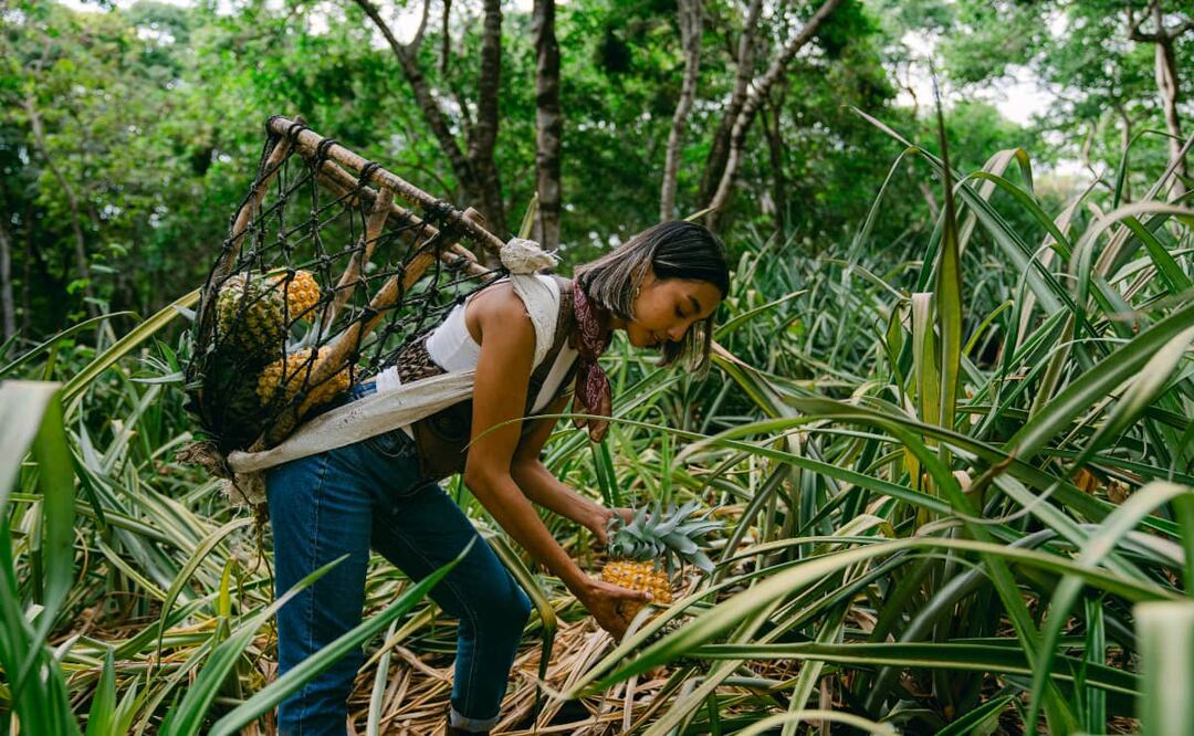 ¡Anímate a conocer la Ruta de la Piña en Nayarit! Foto: Cortesía.