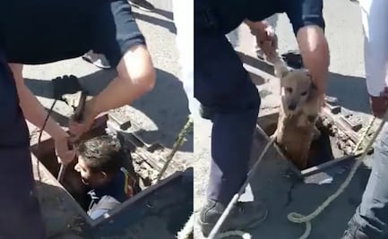 Video. Bomberos rescatan a lomito tras caer a una coladera en Nezahualcóyotl