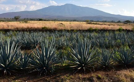 Redefinen estrategia de protección a la denominación de origen del Tequila