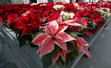 La flor que el México prehispánico regaló a la Navidad
