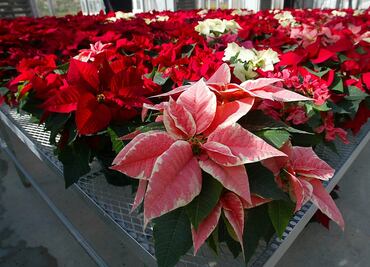 La flor que el México prehispánico regaló a la Navidad