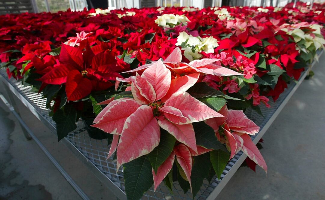 Foto: Archivo EL UNIVERSAL