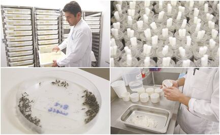 Encuentran una bacteria aliada contra zika y dengue