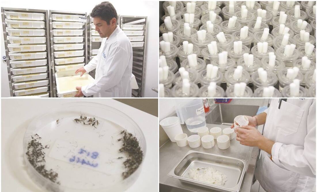 Investigadores explican que la bacteria wolbachia no afecta al ser humano ni a los animales, por lo que un mosquito infectado no implica ningún riesgo. Fotos/CARLOS MEJÍA. EL UNIVERSAL
