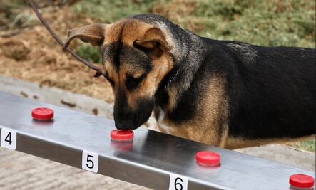 Perritos vs gusano barrenador; Agricultura gradúa a 14 binomios caninos para fortalecer combate de la plaga