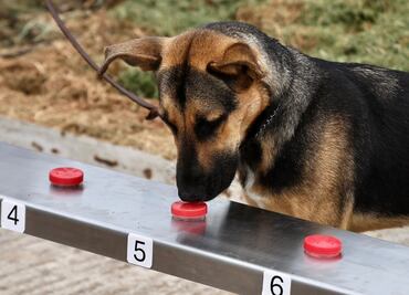 Perritos vs gusano barrenador; Agricultura gradúa a 14 binomios caninos para fortalecer combate de la plaga