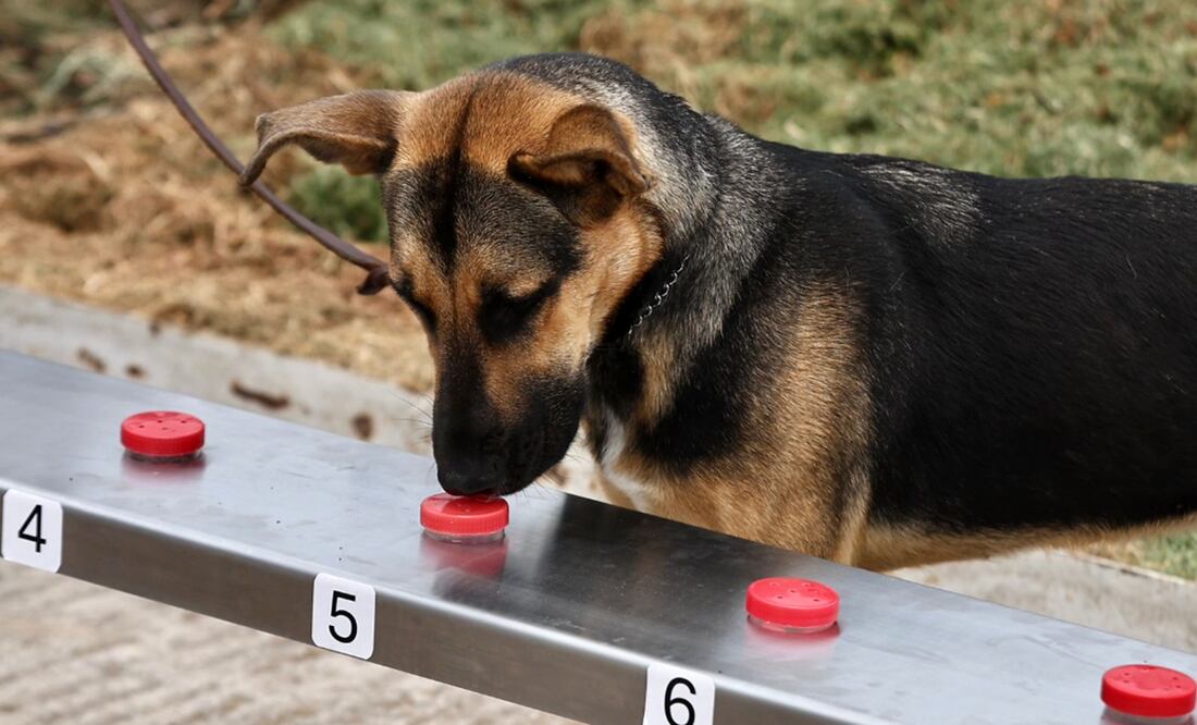 Seis perros entrenados por el Centro de Adiestramiento Canino (Ceacan) del Senasica han evitado desde diciembre pasado el ingreso a México de miles de bovinos provenientes de Centroamérica infectados con el gusano barrenador del ganado (11/07/2025). Foto: Berenice Fregoso/EL UNIVERSAL