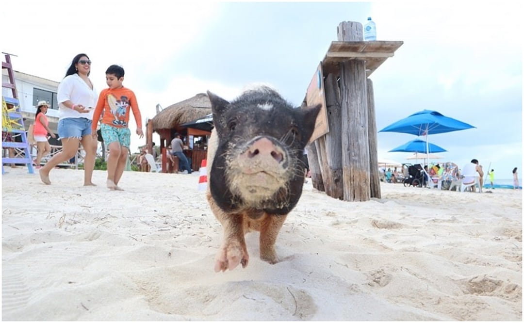 La Playa de los Cerditos o Pig Beach en Yucatán, inició en agosto del 2021 y llegó a recibir hasta 40 mil visitantes en las vacaciones de verano (14/11/2024). Foto: Especial