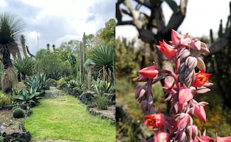 UNAM celebra el 14 de febrero con experiencia sensorial