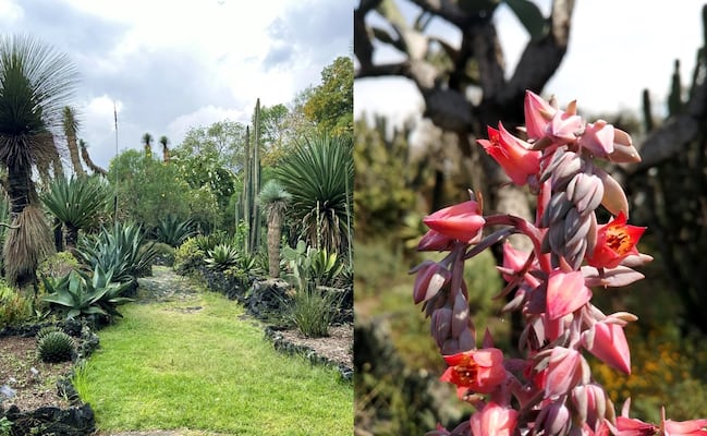 UNAM celebra el 14 de febrero con experiencia sensorial