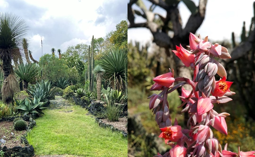 Este 14 de febrero, San Valentín se vive diferente en el Jardín Botánico de la UNAM. Facebook: Jardín Botánico IB-UNAM