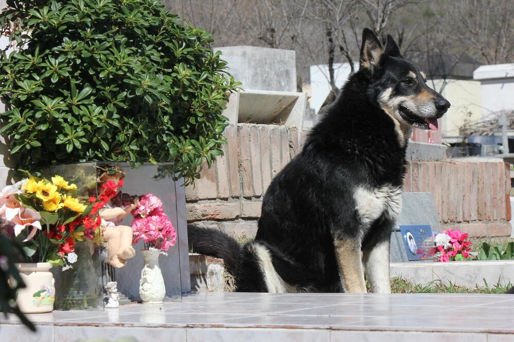 'Capitán', un perro mestizo con algo de ovejero alemán que, con alrededor de 16 años, fue hallado muerto en el baño del cementerio (Foto: EFE)