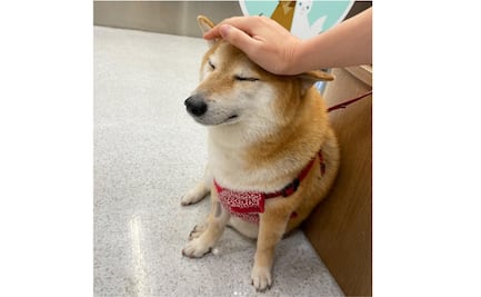 ¡No Cheems!, el perrito de los memes está delicado de salud