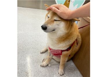 ¡No Cheems!, el perrito de los memes está delicado de salud