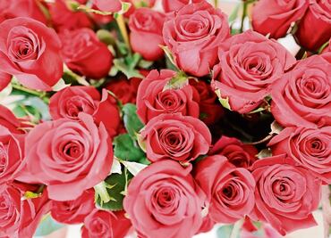 Aumenta el costo de las flores para el 14 de febrero