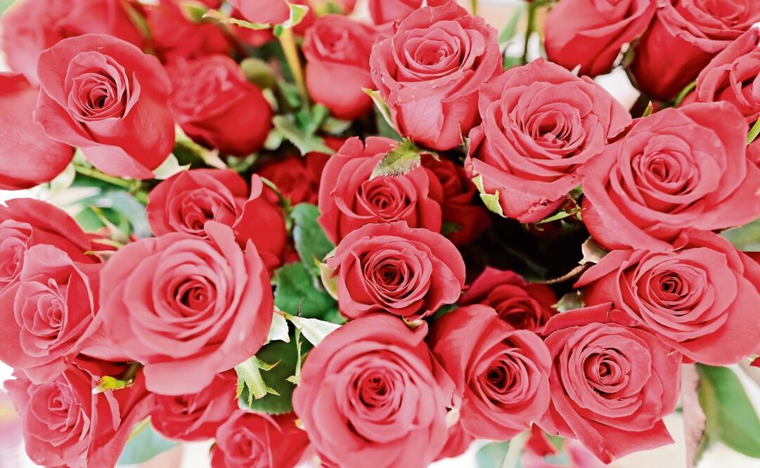 Se registraron dos nuevas variedades de rosas, cuentan con potencial comercial, dijo la Secretaría del Campo. (10/02/2025) Foto: Jorge Alvarado | El Universal