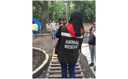 Buscan por Twitter a mascotas extraviadas por el sismo