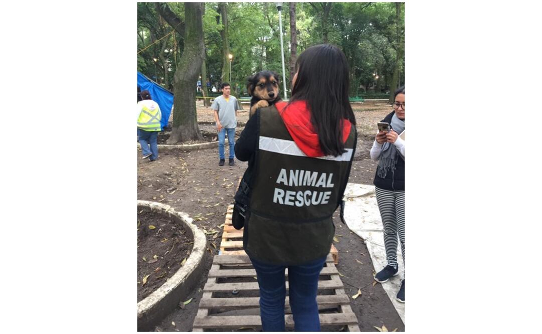 Tomada de Mundo Patitas