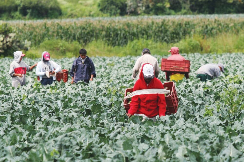 Con las medidas anunciadas por el Presidente, los investigadores esperan que se dé mayor apoyo a los pequeños productores agrícolas (ARCHIVO EL UNIVERSAL)