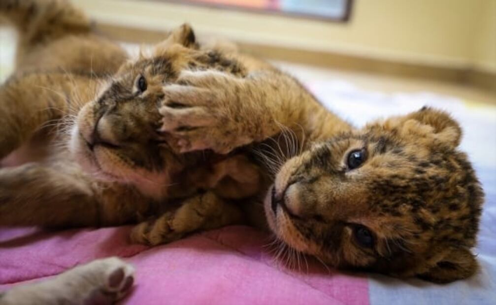 Zoológico de Zacango recibe a nuevos miembros: nacen 3 cachorros de león 