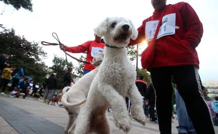 Perritos en Fuga: Así fue la carrera organizada en la alcaldía Cuauhtémoc