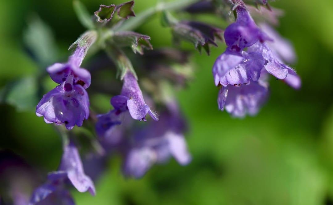 Nepeta racemosa. Fuente: Pixabay