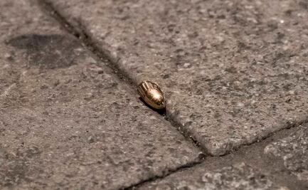 Tiroteo deja al menos siete heridos en Philadelphia, Estados Unidos