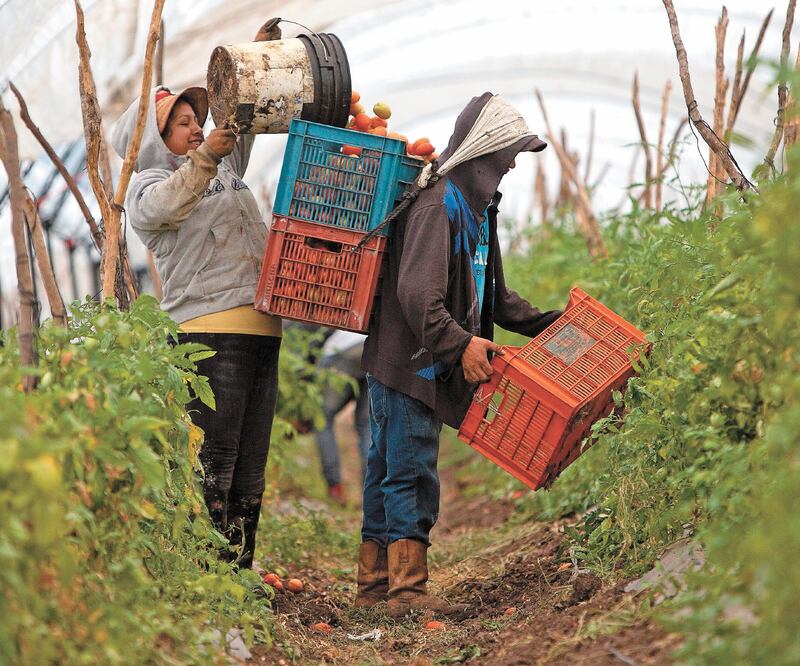 Campesinos en una cosecha de tomate, en Michoacán. Con el T-MEC, México está obligado a cumplir con una serie de estándares ambientales. ARCHIVO EFE