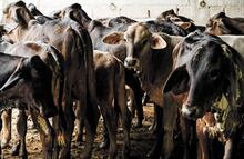 Reportan 658 casos de gusano barrenador en 77 municipios de Yucatán