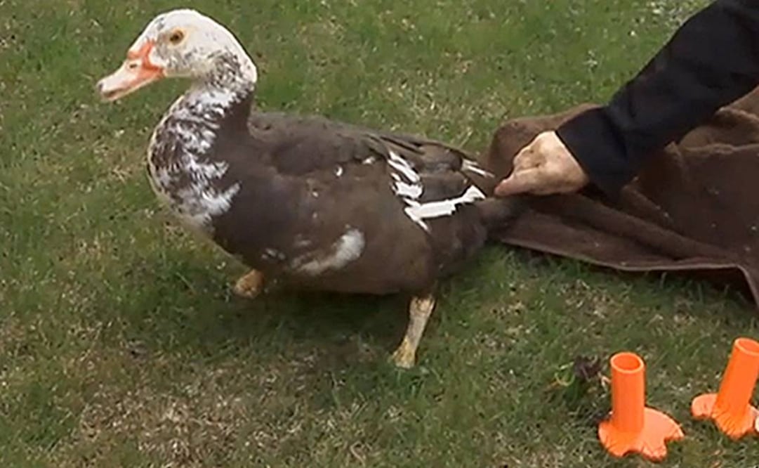 (Foto: Cortesía ABC News)