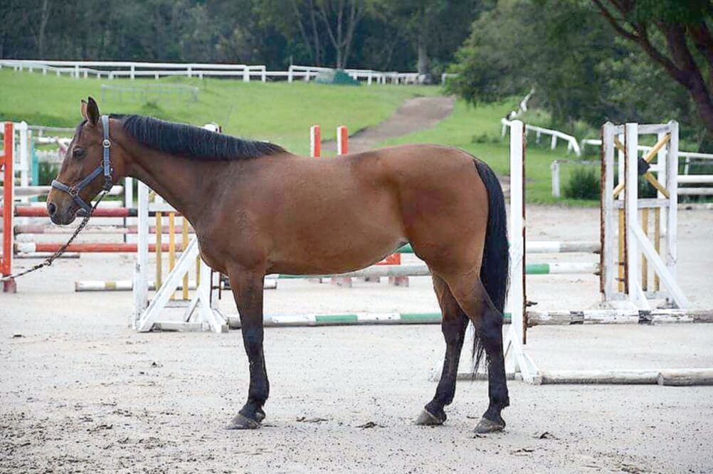 En el Club Hípico Briones, en el municipio de Coatepec, zona conurbada a Xalapa, se encontraron 52 caballos, incluidos dos pura sangre de origen holandés llamados Troya y Behyacinthe . (CORTESÍA)