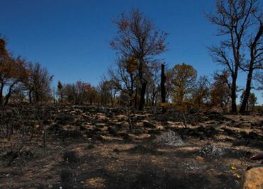 Árboles necesitan hasta cuatro años para recuperarse de sequía