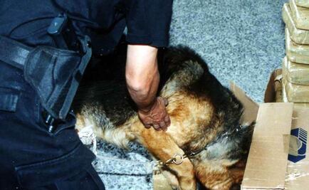 Binomios caninos detectan mariguana en Jalisco