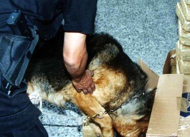 Binomios caninos detectan mariguana en Jalisco