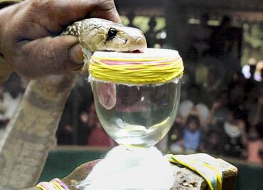 Británico sobrevive al dengue, la malaria, el Covid-19 y hasta a mordedura de cobra en India