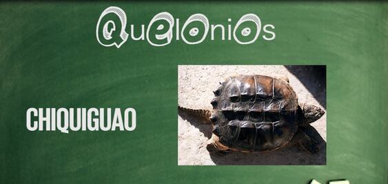 Clases de biología marina con... AMLO