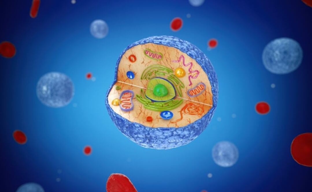 La inteligencia artificial y la creación de la primera célula humana virtual. Fuente: Freepik.