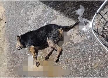 Envenenan a lomitos en Hoctún, Yucatán; vecinos identifican al presunto responsable