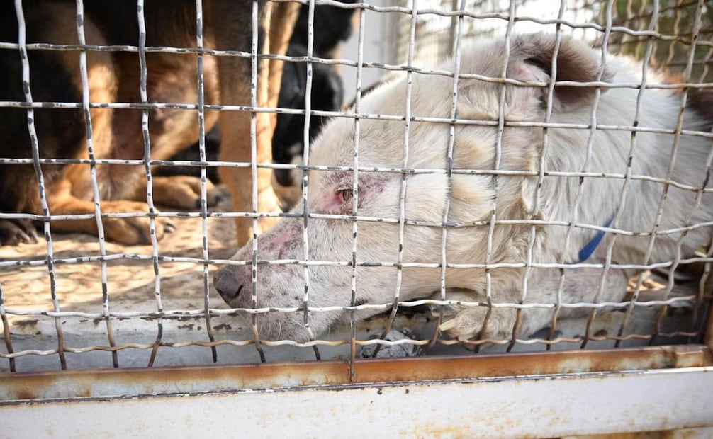 Rescate de perritos del Refugio Franciscano; los animales serán trasladados a espacios seguros informa Clara Brugada.
Foto: Especial.