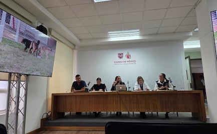 ¿Cuál es el estado actual de los perros rescatados del Refugio Franciscano?; autoridades capitalinas dan todos los detalles