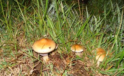 Investigadores encuentran nuevas especies tóxicas de hongos en la CDMX