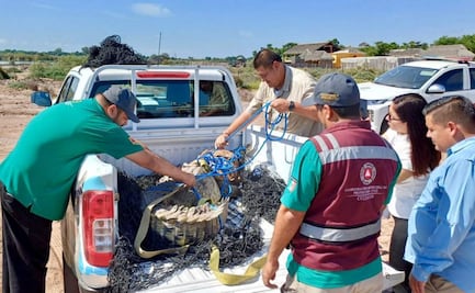 ¡Qué susto! Capturan cocodrilo de 3 metros en poblado de Culiacán, Sinaloa